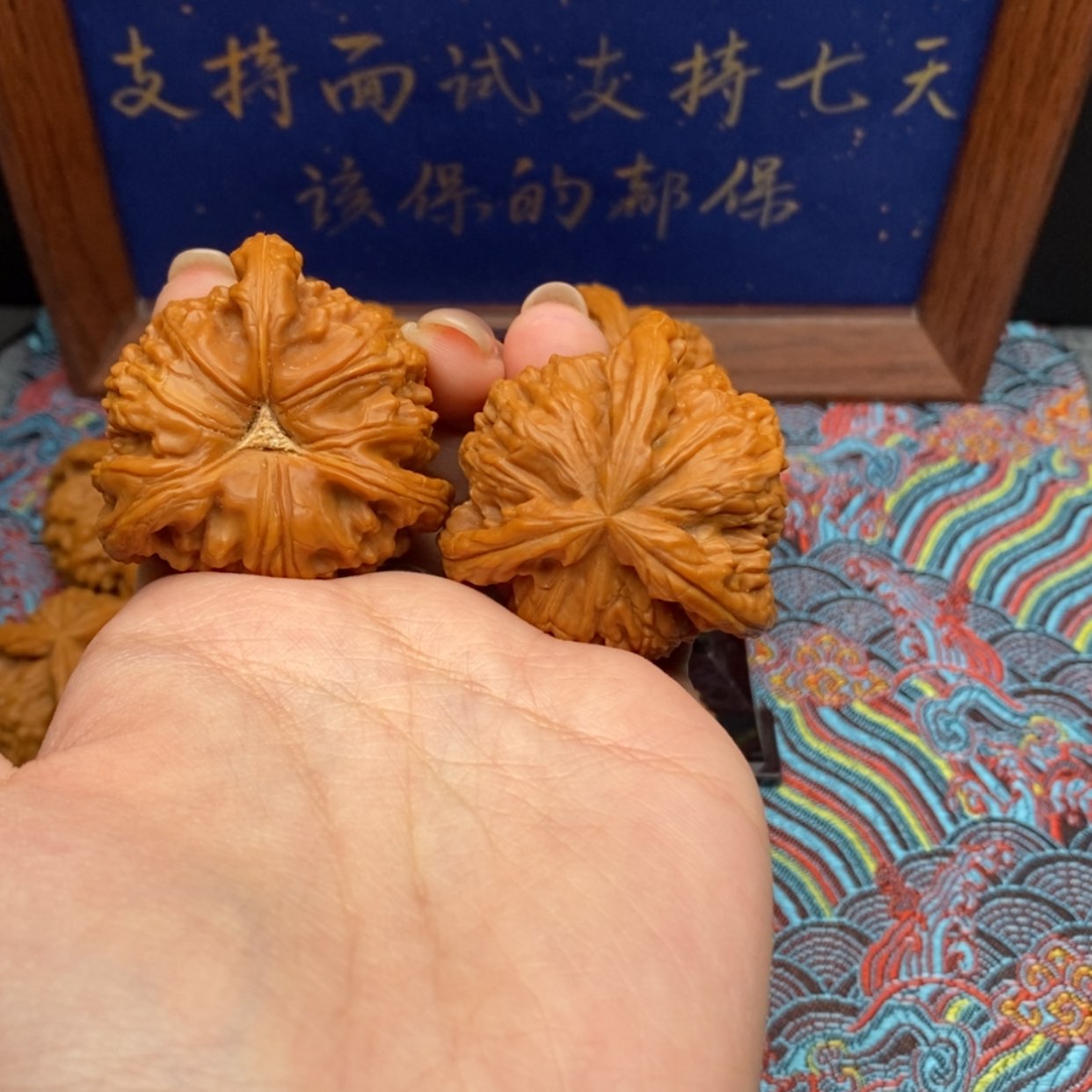 【闪购商品】贞*白狮