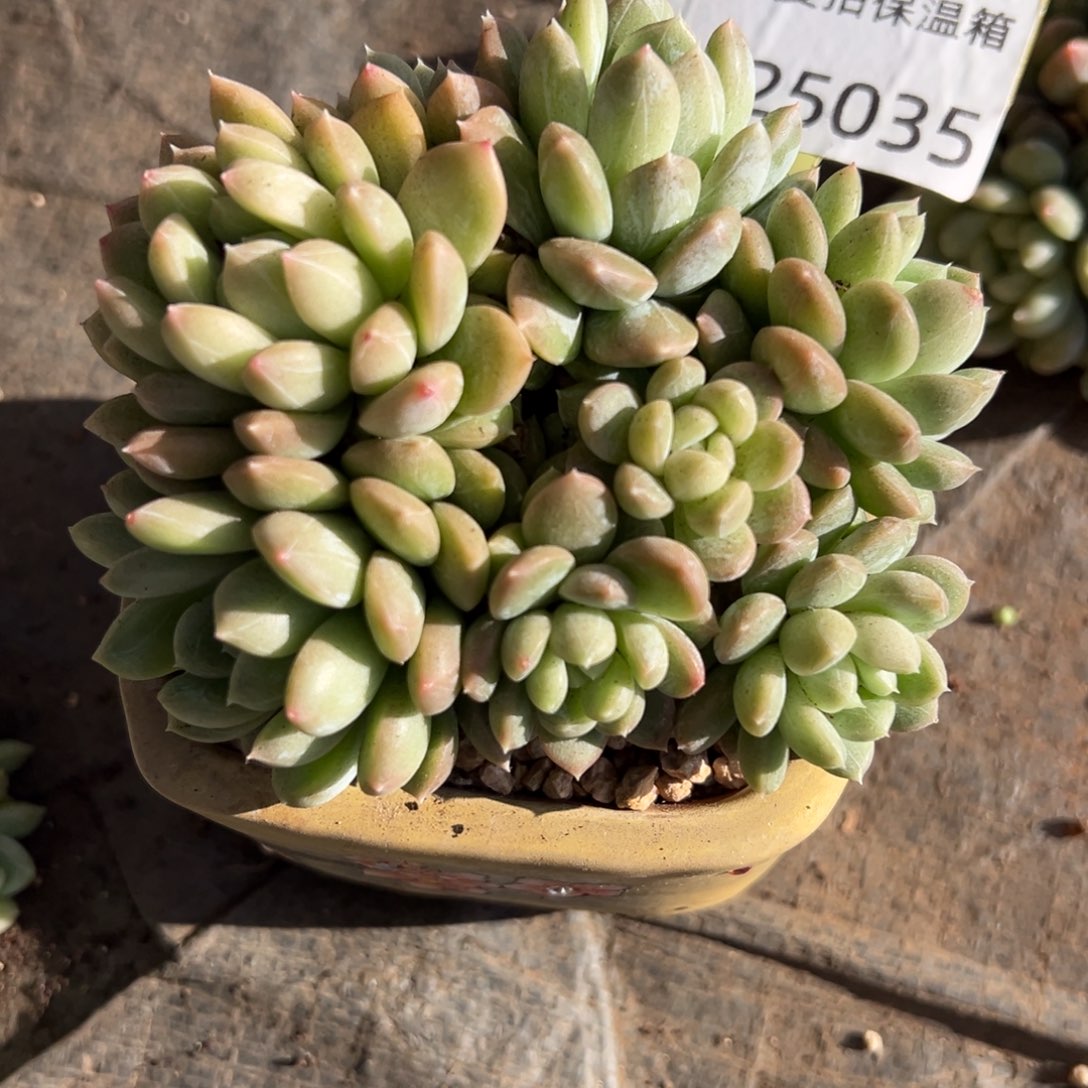 12025035 百搭翡翠美人9头11厘米