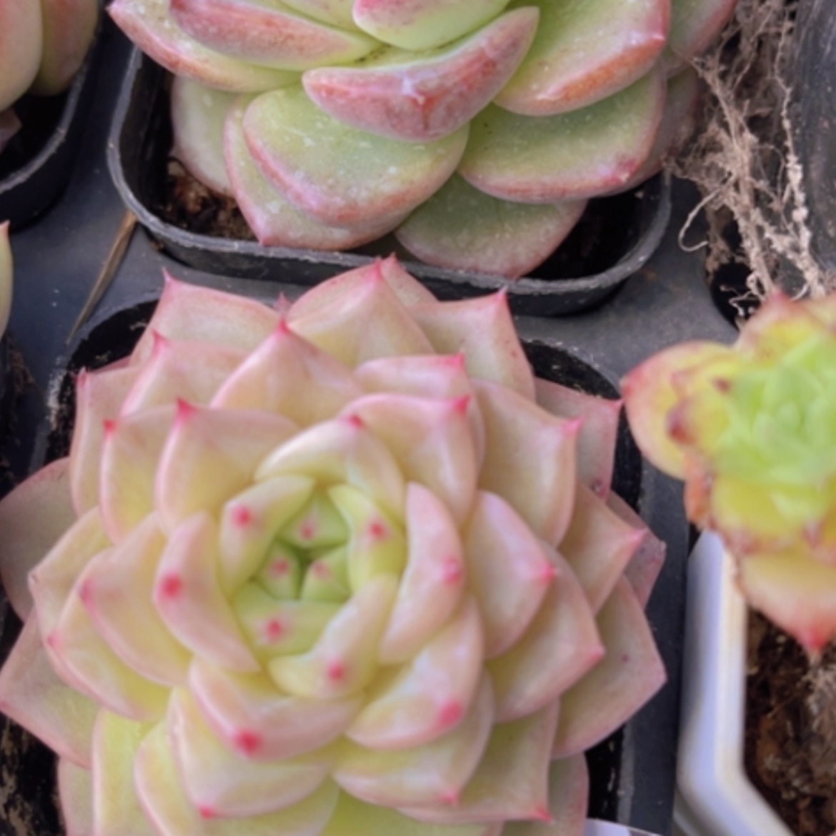 【闪购商品】杂19119