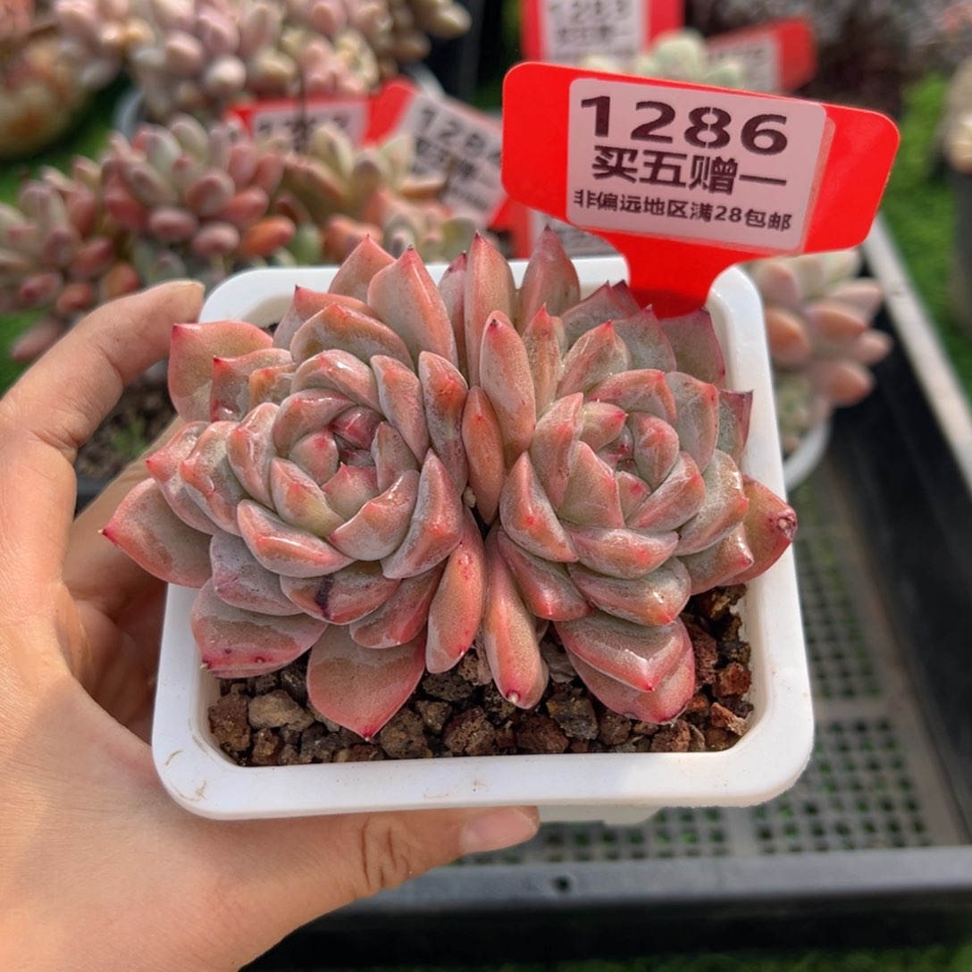 表妹精品多肉1286.