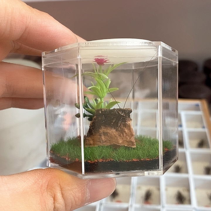 蓝精灵生态一套啊啊啊