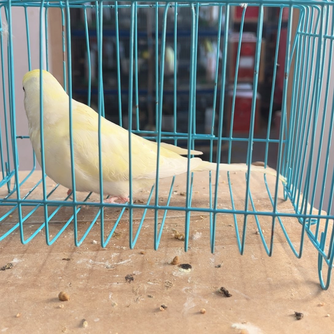 虎皮鹦鹉我的小姐姐