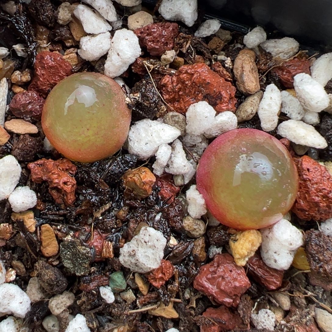 11.23好看的多肉脱土发货220