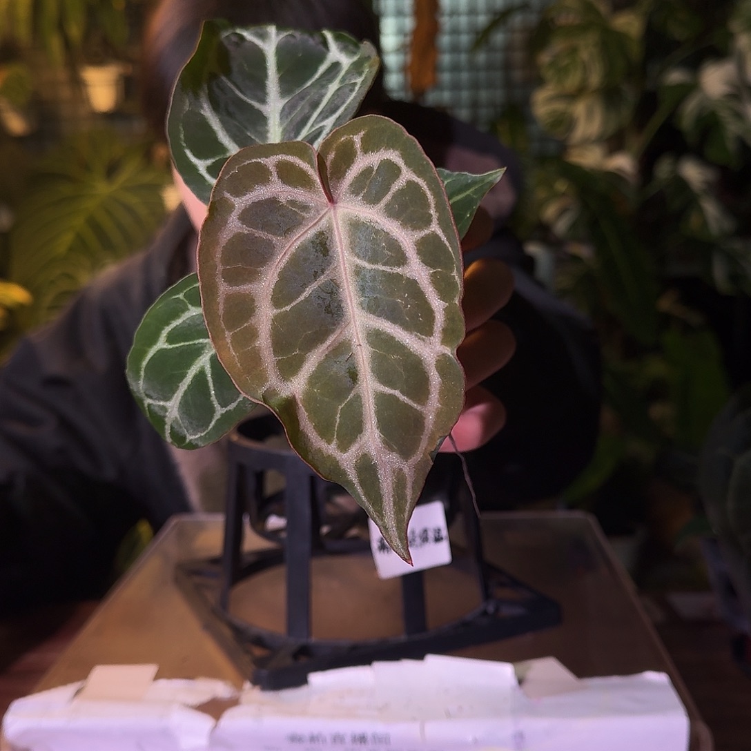 不开花植物G613skg银红