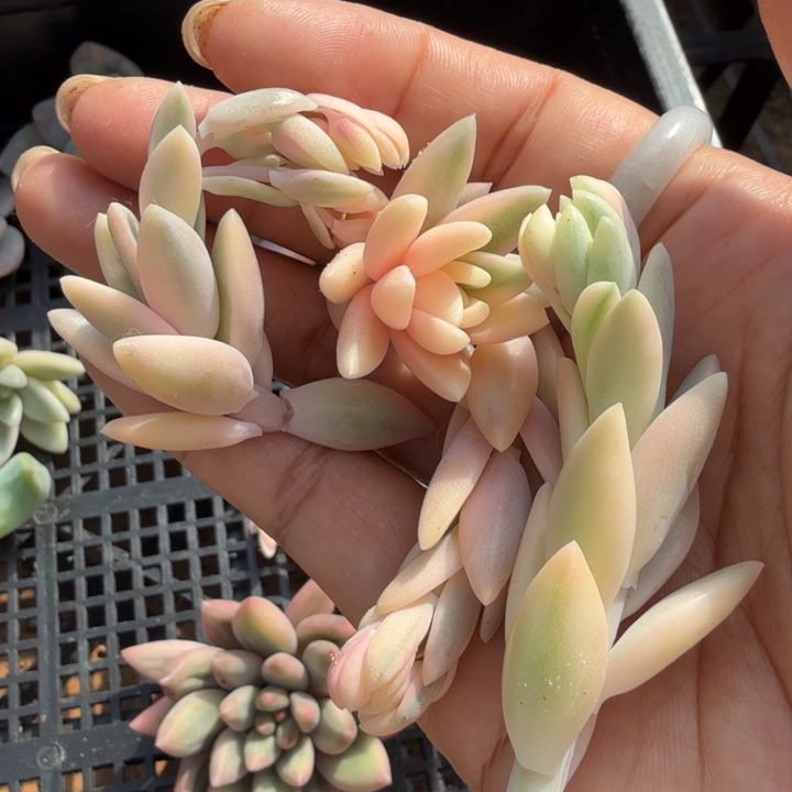 一堆花剑 一堆多肉锦