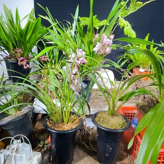 无花朵虎头咯独占春