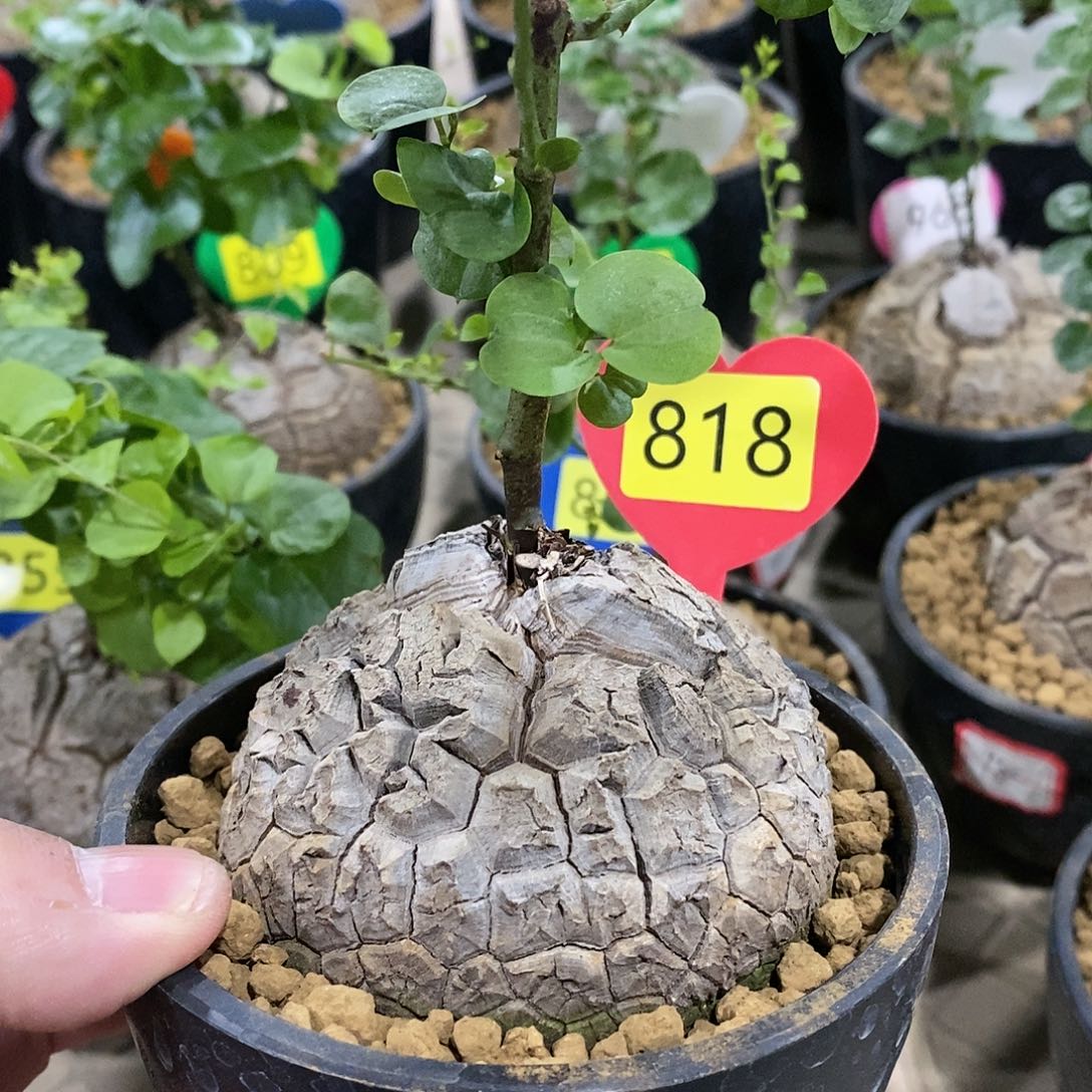 南非龟甲龙龟甲龙