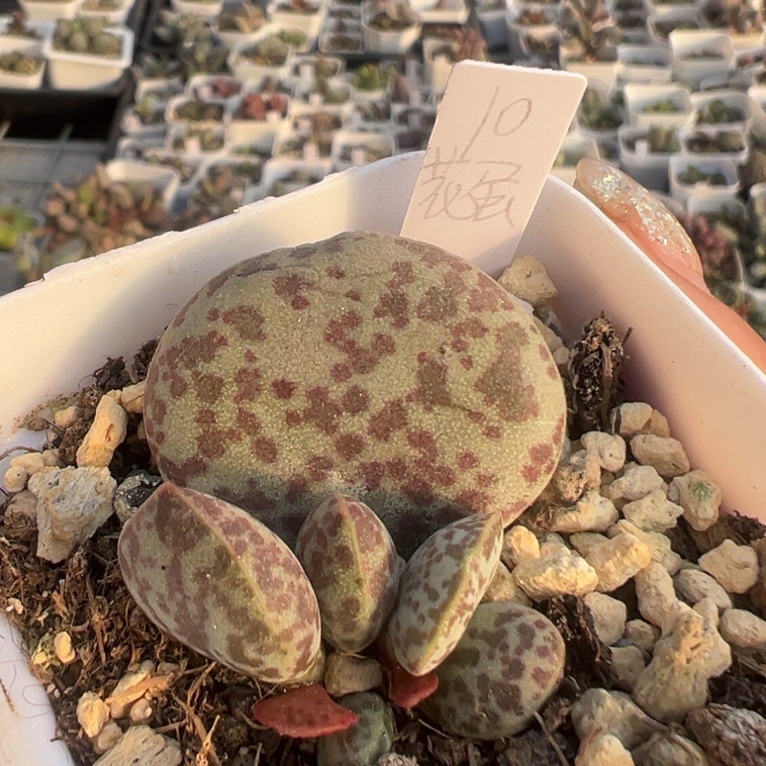 花蛋大苗多肉植物9