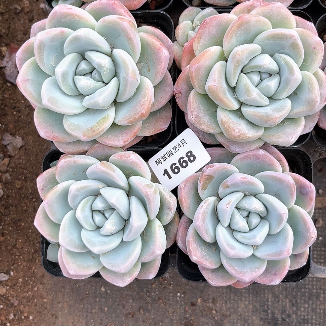 阿雅园艺。    1668