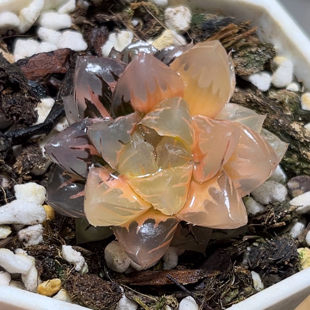 恭喜发财大吉大利826