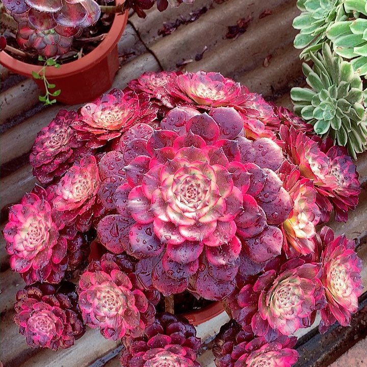 烟花的，多肉植物