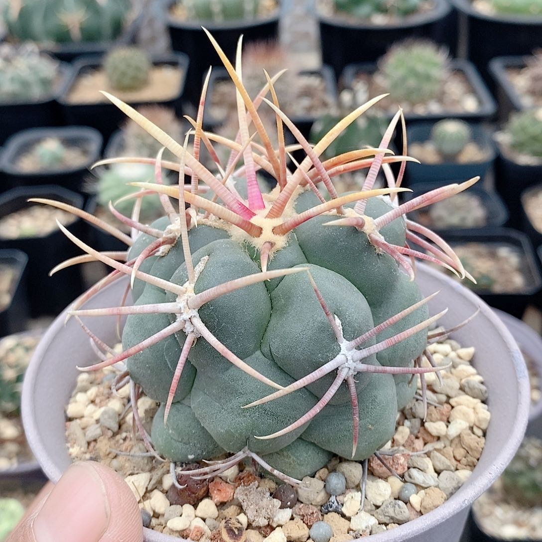 实生高木绯冠龙6公分多