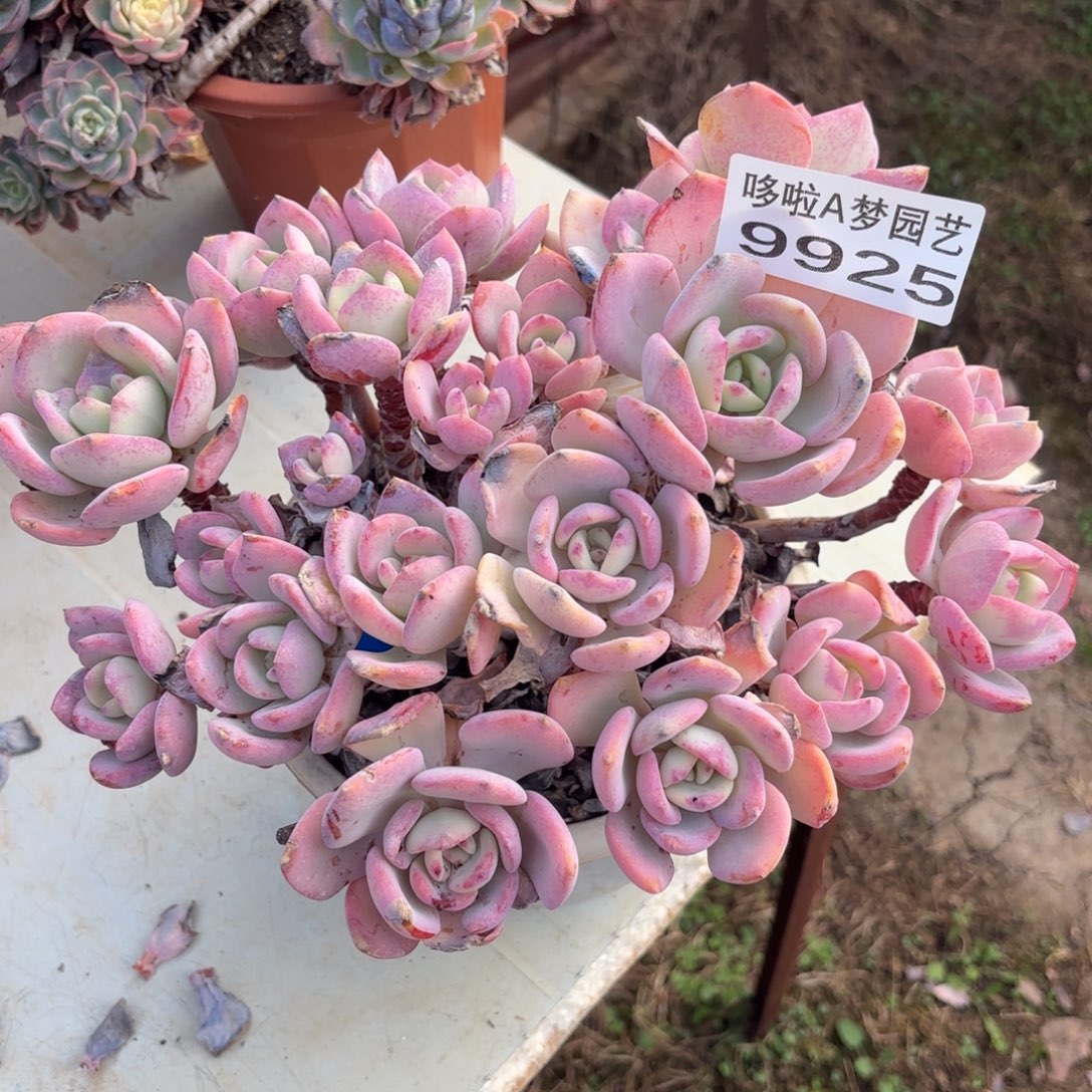 开开心心每一天象牙