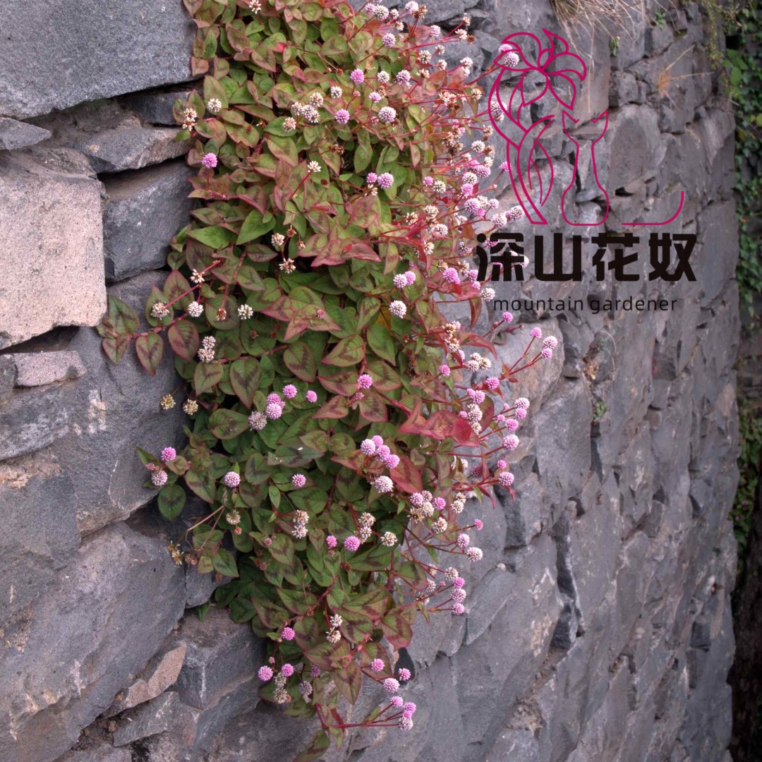深山花奴头花蓼盆栽 多年生耐热耐寒 低维护常绿地被花卉墙皮地被