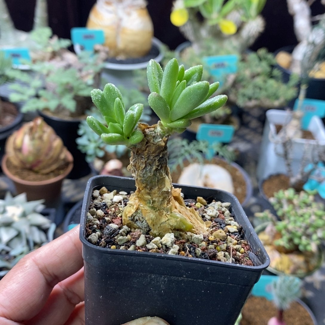 蔓锦产地多肉植物一个