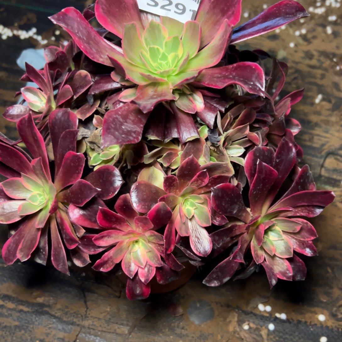 291金丝雀，多肉法师