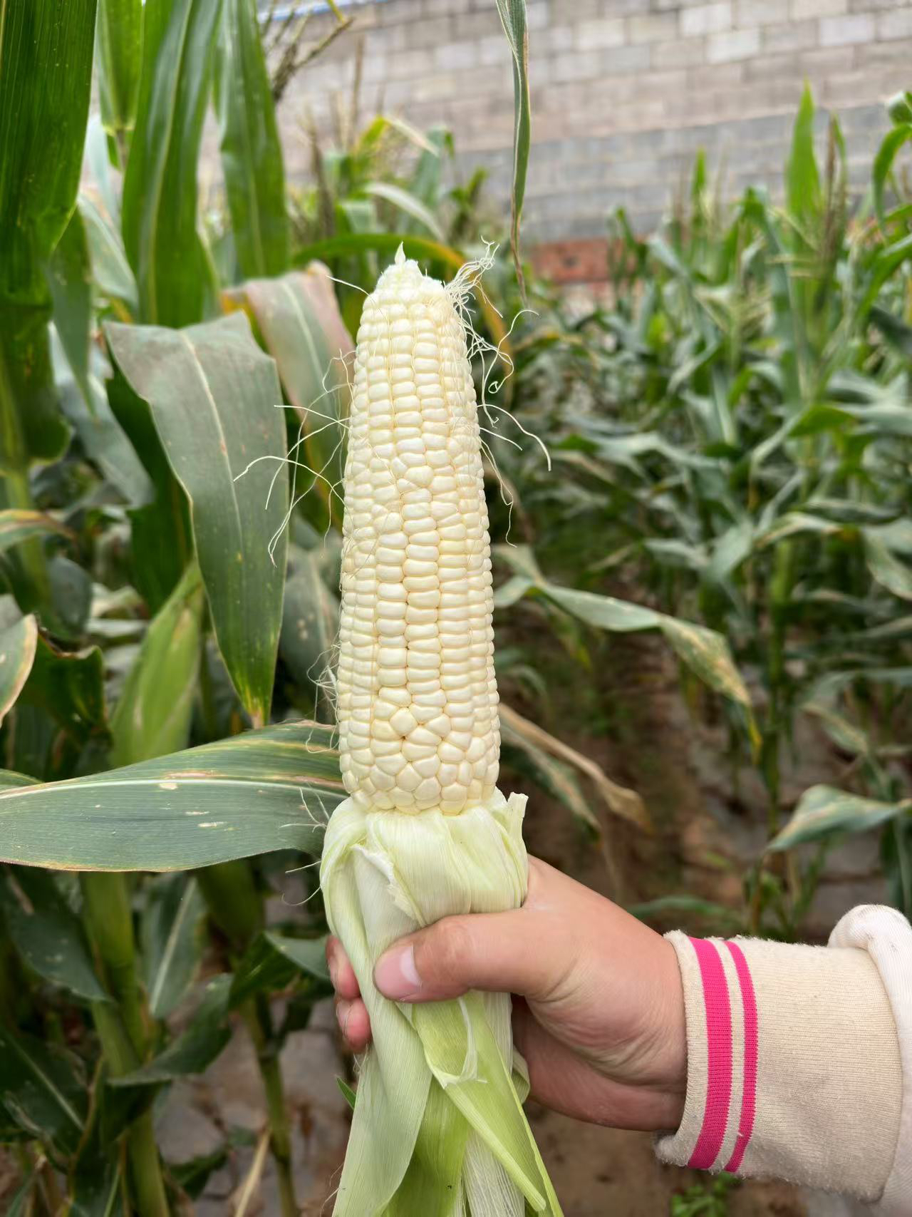 （现摘现发贵州白糯玉米）老品种微微甜 七分糯香 适合苞米炒菜蒸来