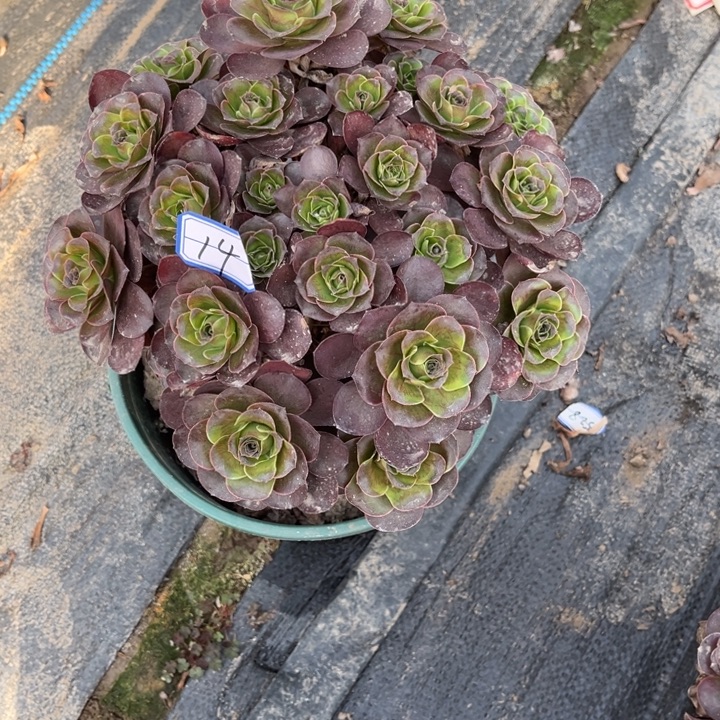 14金金金多肉葡萄法师