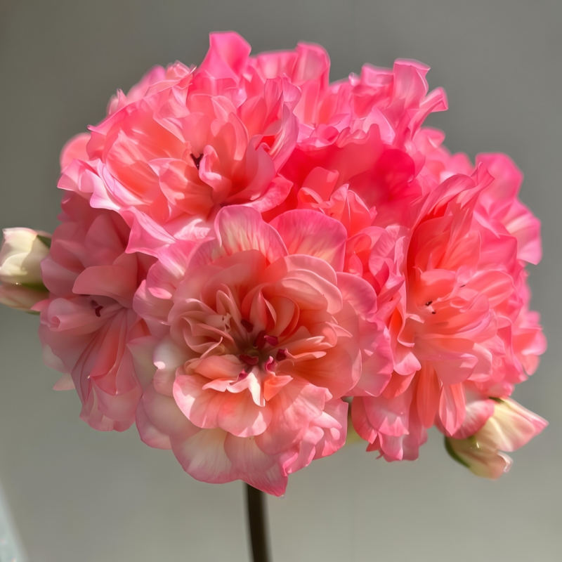 【贵妇人兽系】直立 无花苞多分支天竺葵原盆原土发货多季开重瓣