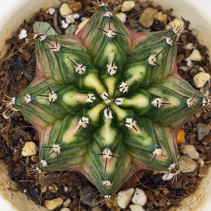 绿野仙踪 一物一拍