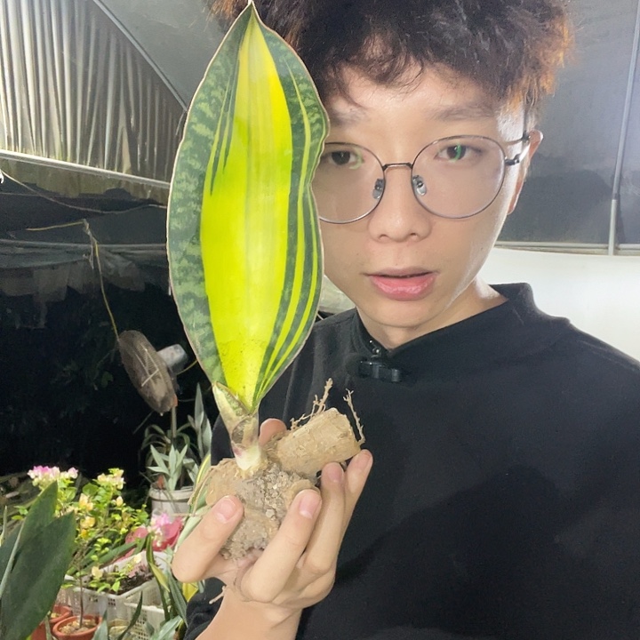 宝镜黄中斑000000！nnn