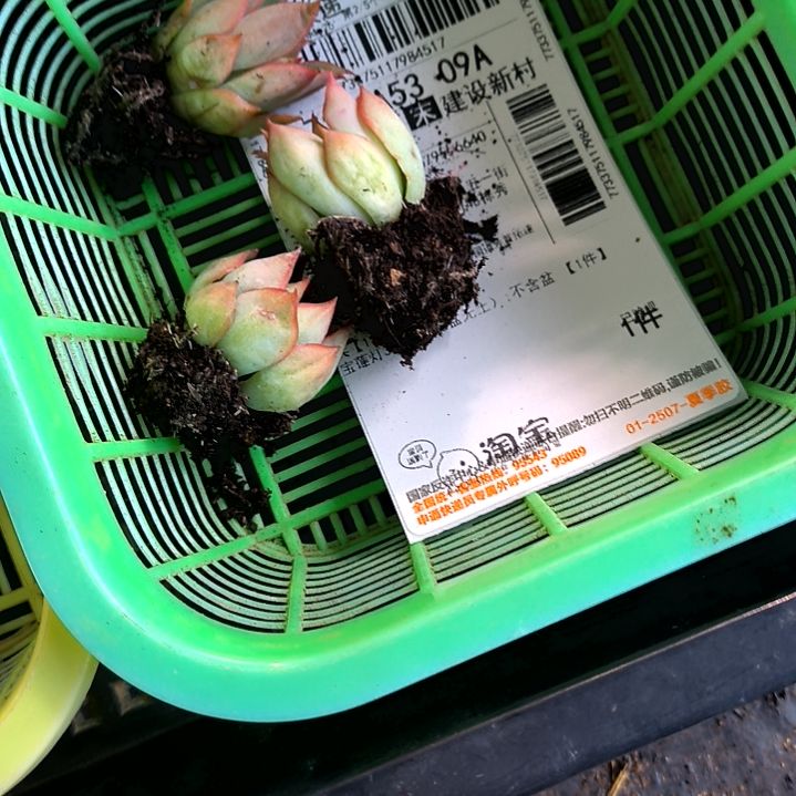 5元包邮多肉翘楚，宝莲灯