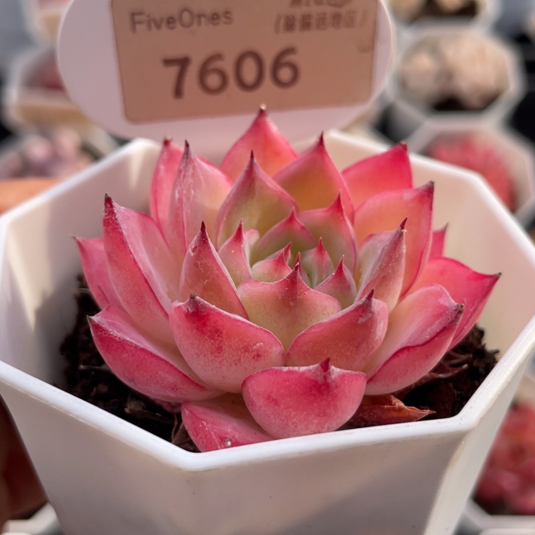 粉水晶7606-5.0厘米