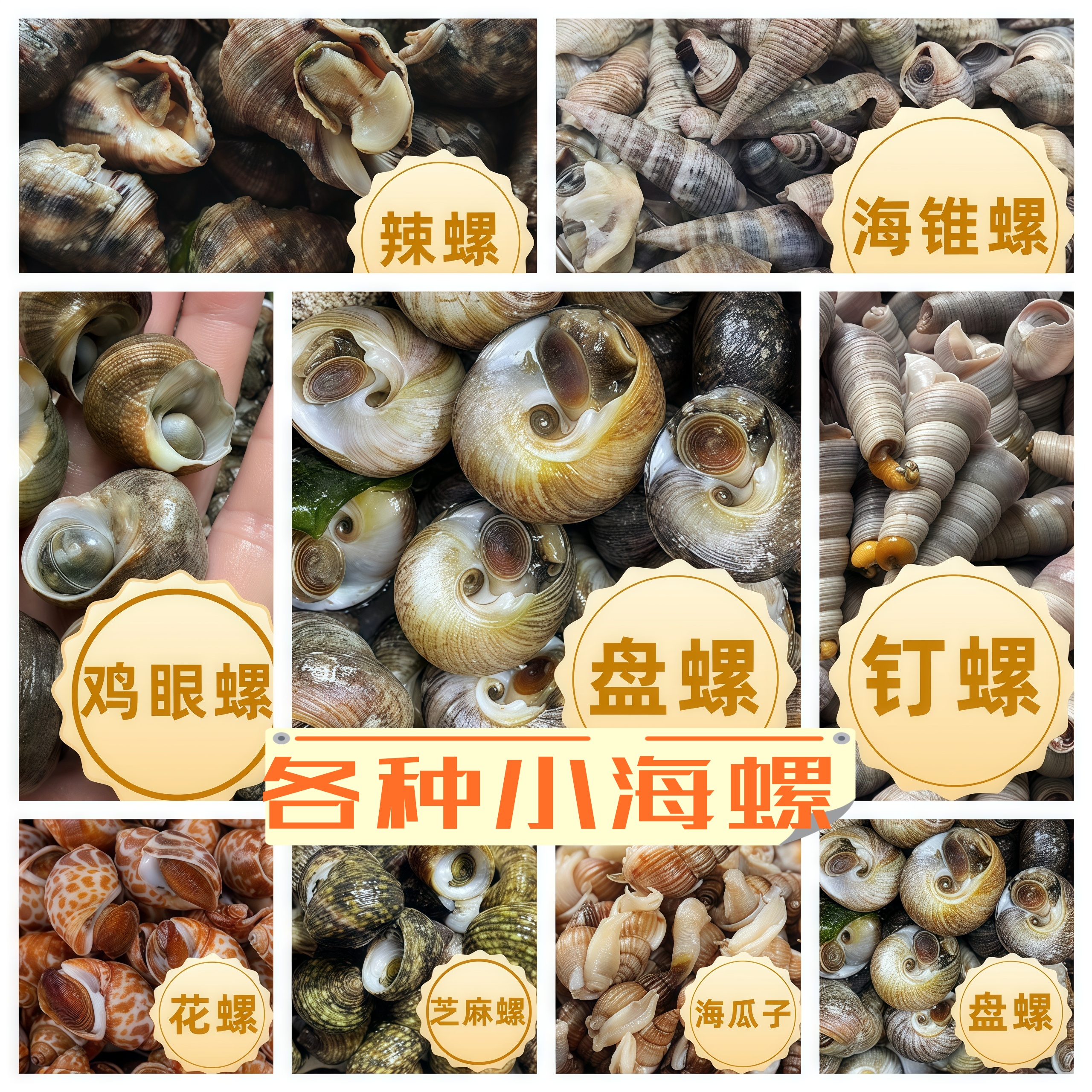【杂螺没有分拣各种都有 】辣螺 海锥螺盘螺偏腚芝麻螺鸡眼螺海螺丝
