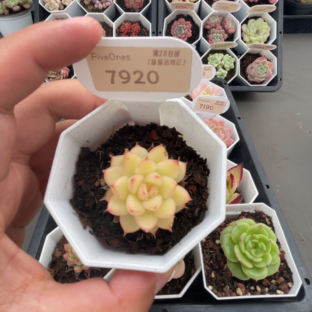 7920闪光 4.0厘米