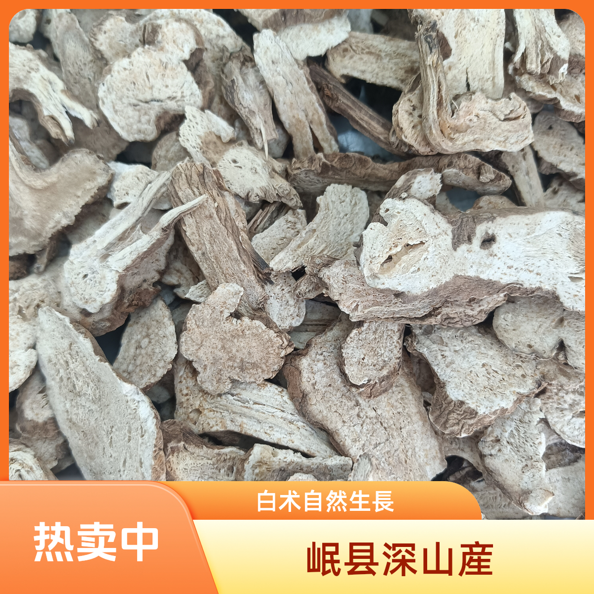 老白术 岷县大山野采自然生长