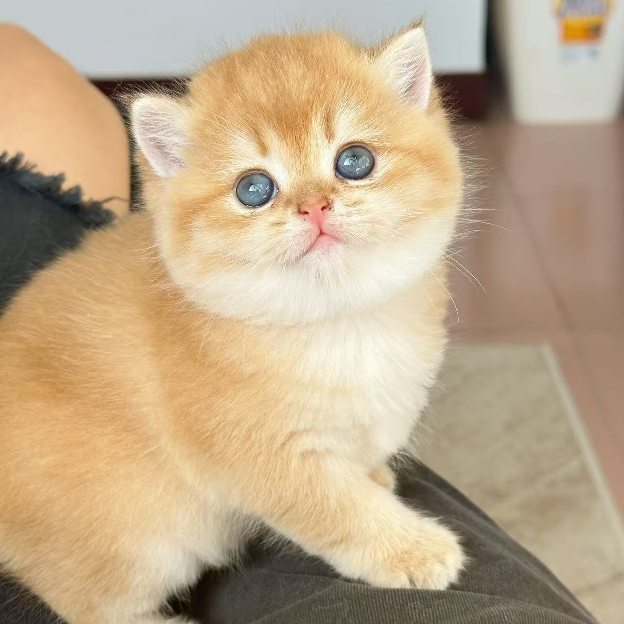 （恩宠家）英短渐层猫咪活体