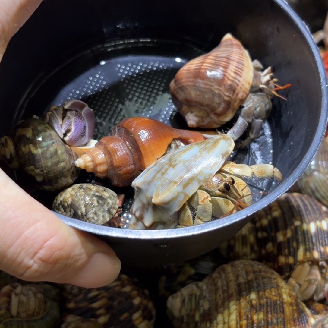 活体寄居蟹 不退不换 25