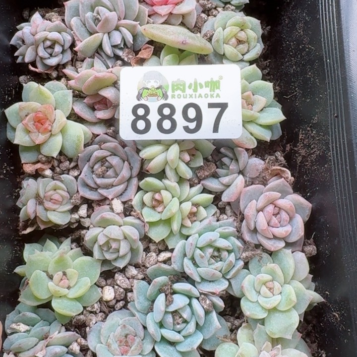 梅**当多肉植物多肉植物
