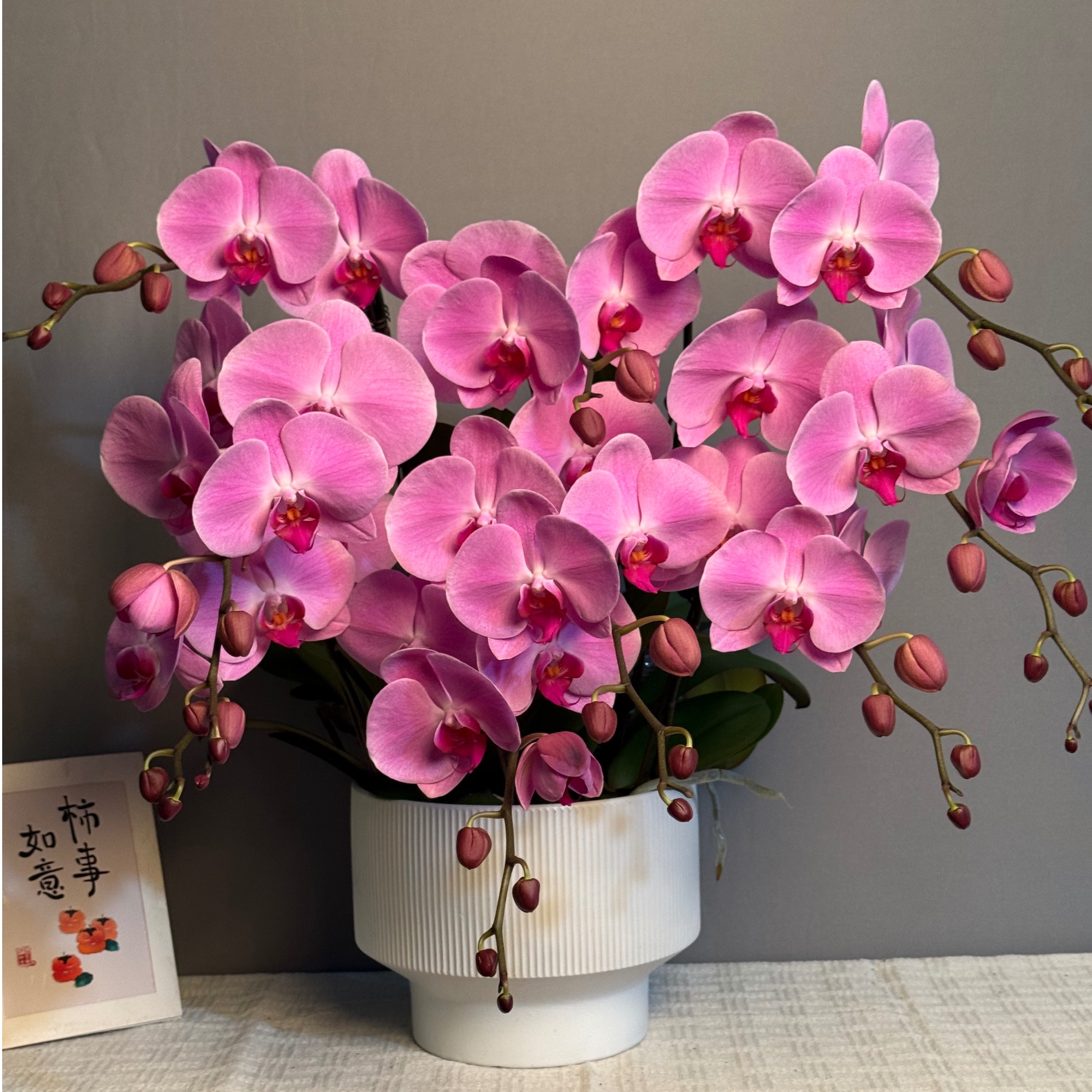 悦己《粉冠军-蝴蝶兰》大花型  高级 好养花期长 年宵花 室内欣赏