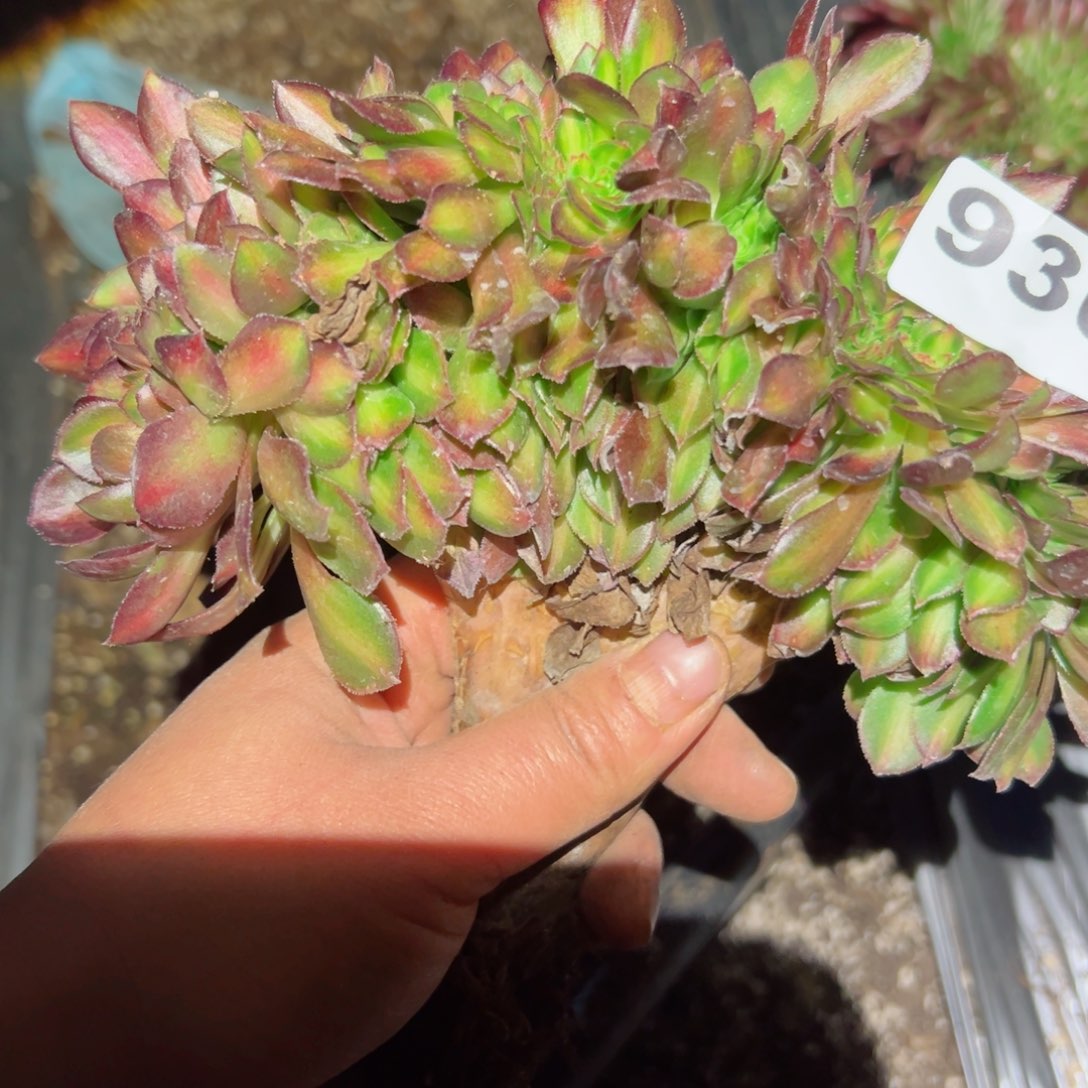 930 号多肉植物法师