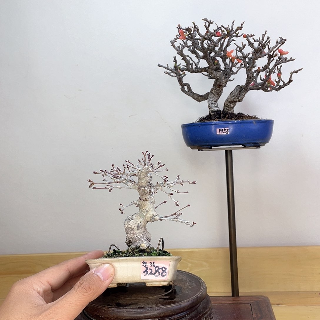 木本织姬枫树盆栽