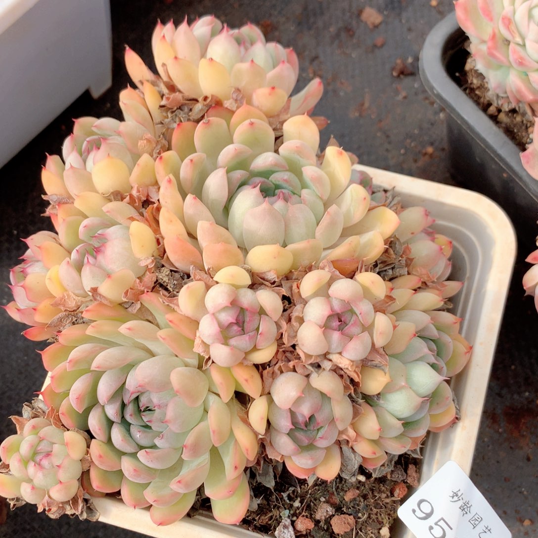 9560新年快乐发发发