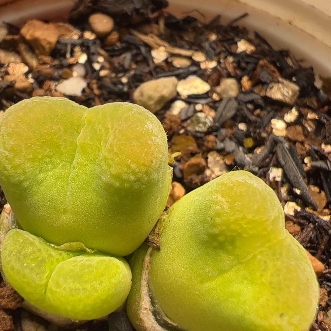 多肉植物百科432