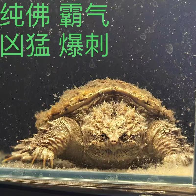 【直播精选】人工养殖爆刺佛鳄乌龟