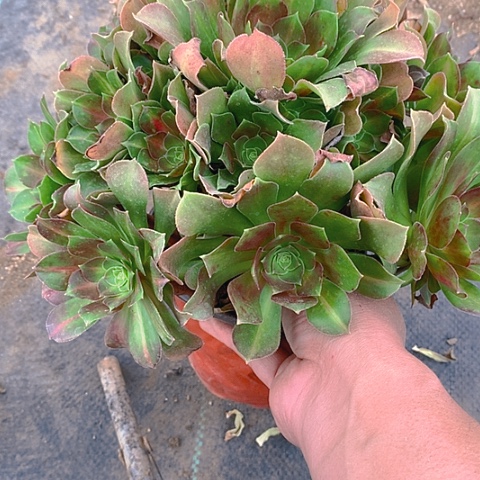 299拿铁多肉植物