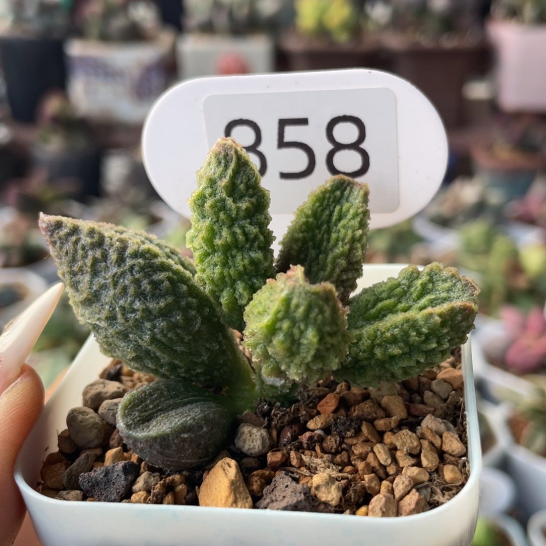 芙****物    喀喇昆仑。  858。   