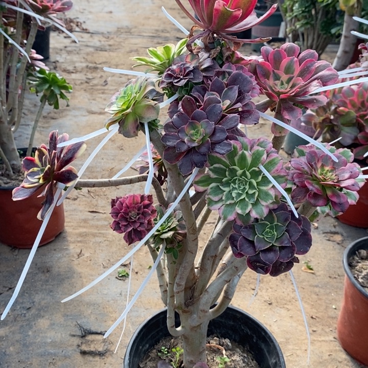 嫁接多肉植物83。 