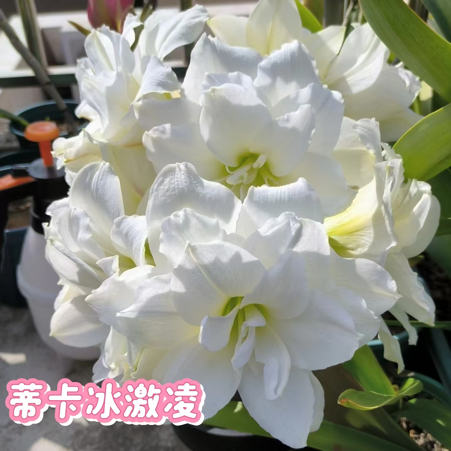 【蒂卡奶油】朱顶红秘鲁荷兰重瓣种球大花浓香室内盆栽四季开花植物