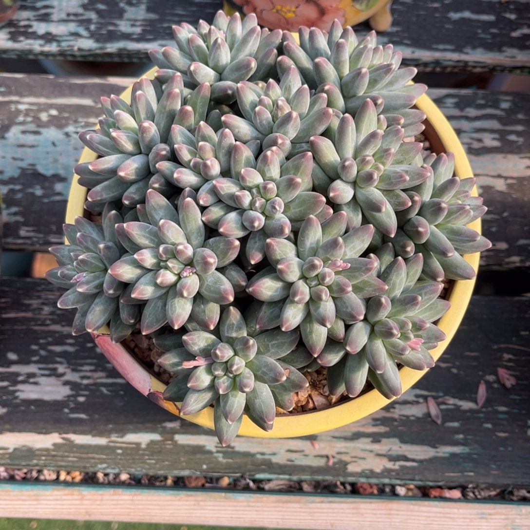 圆平头伊卡鲁斯自然群一物一拍