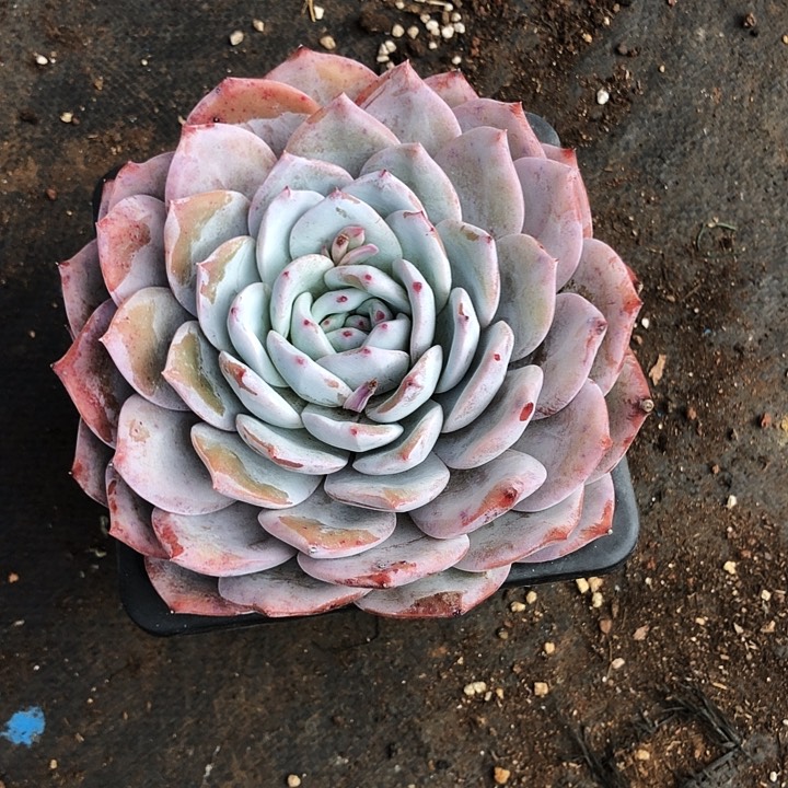 紫卡大大单多肉植物