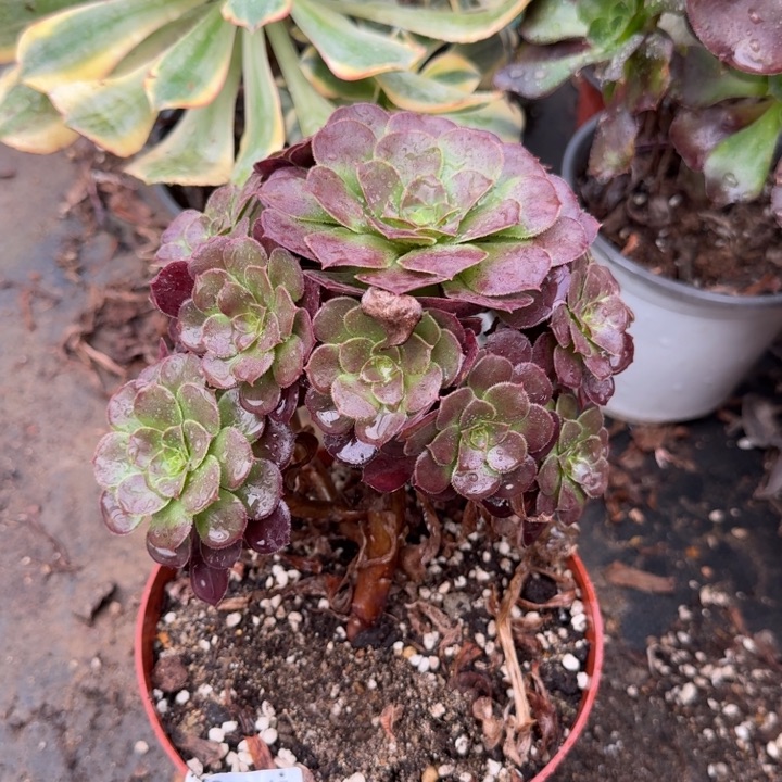 满20包邮发货56红玫瑰