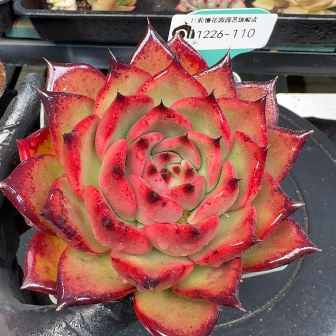 从前慢多肉精选编号1226.110