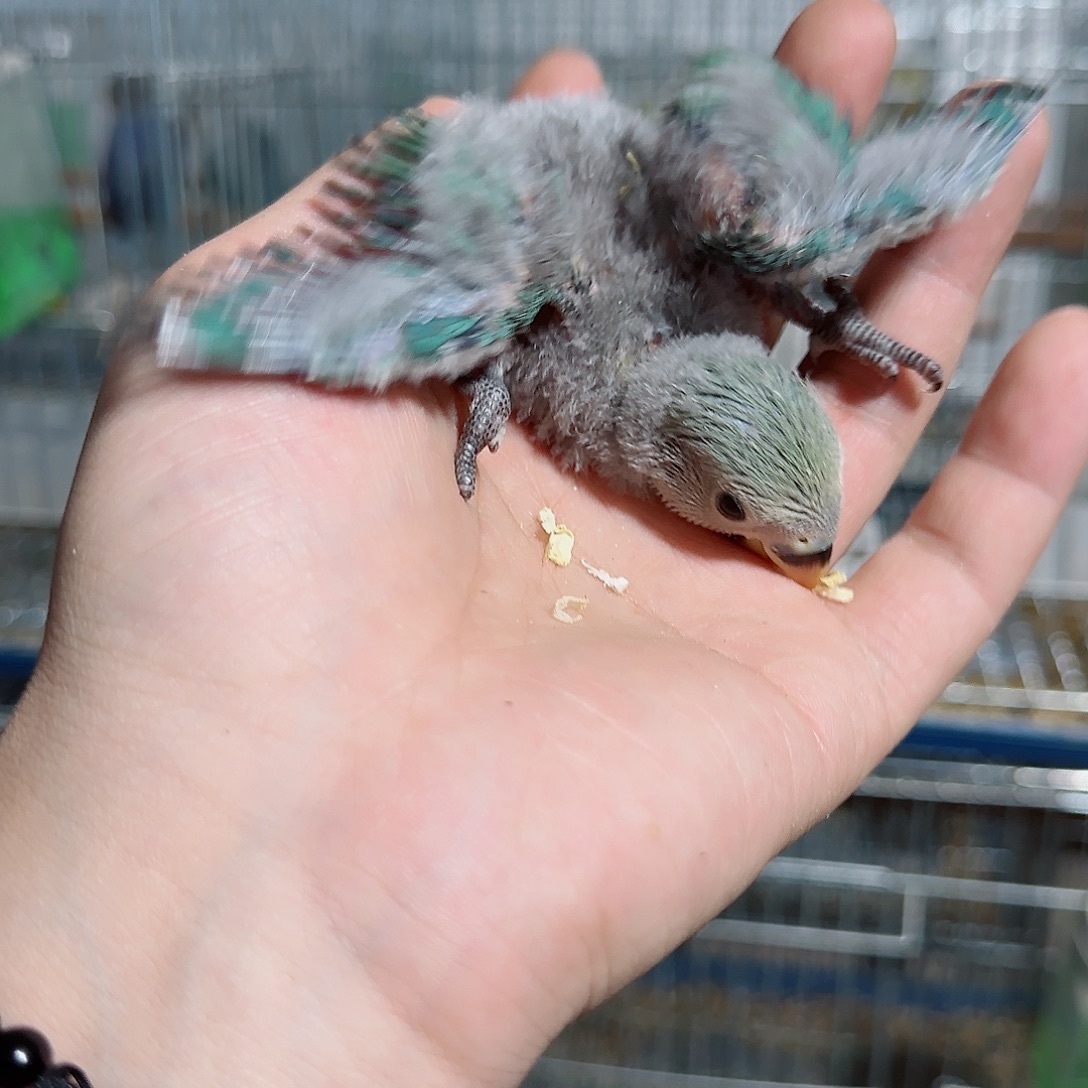 桃脸牡丹鹦鹉松银