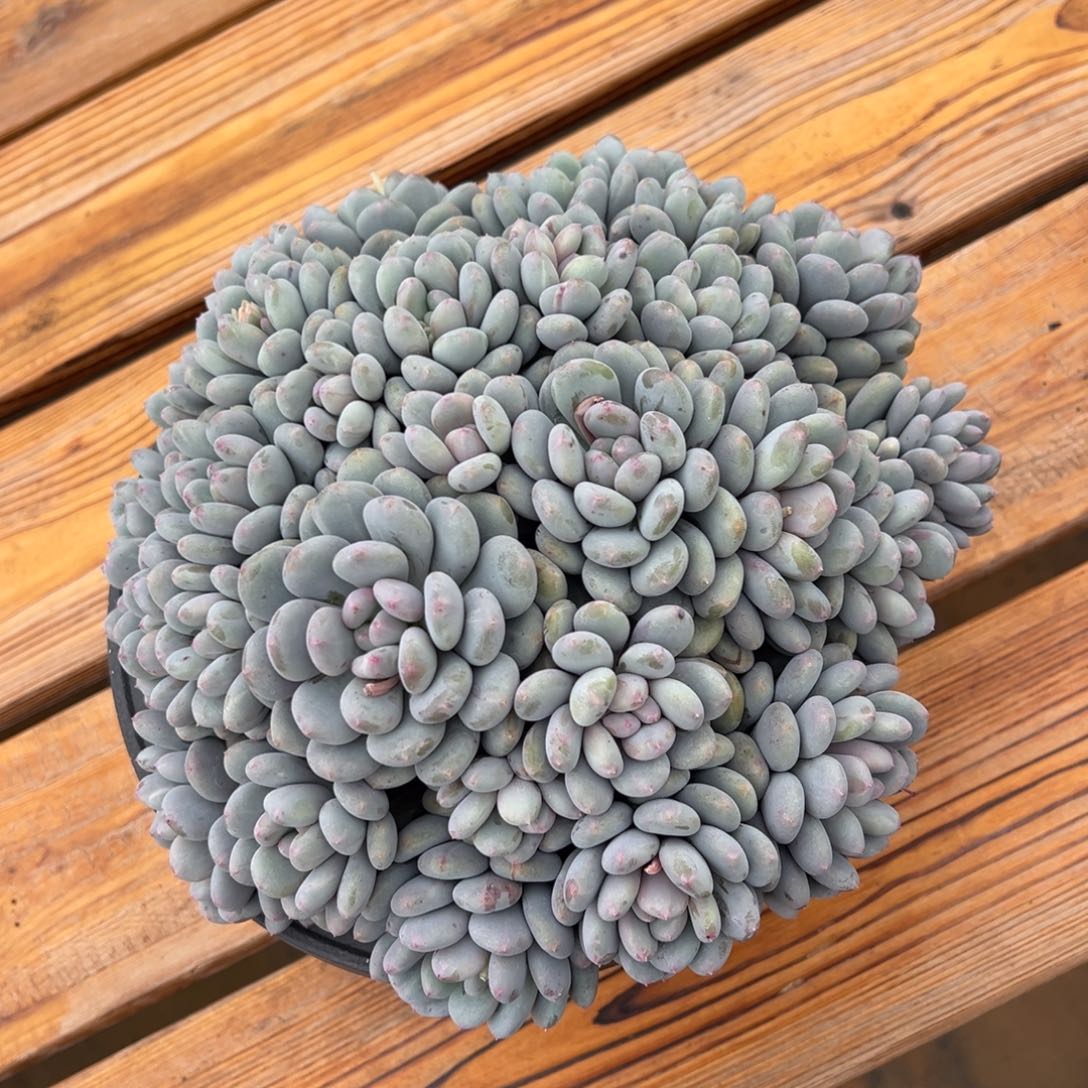 多***图星星雪  修图  发货 