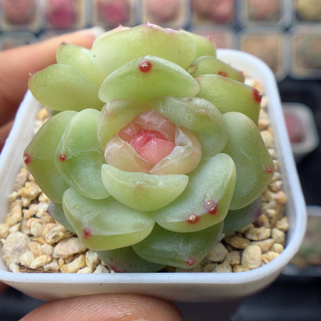 多肉植物。 舒月69